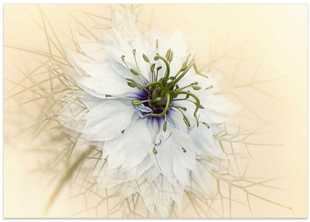 Dreamy White Flower - Floral Photographic Stretched Canvas Poster or Fine Art Print