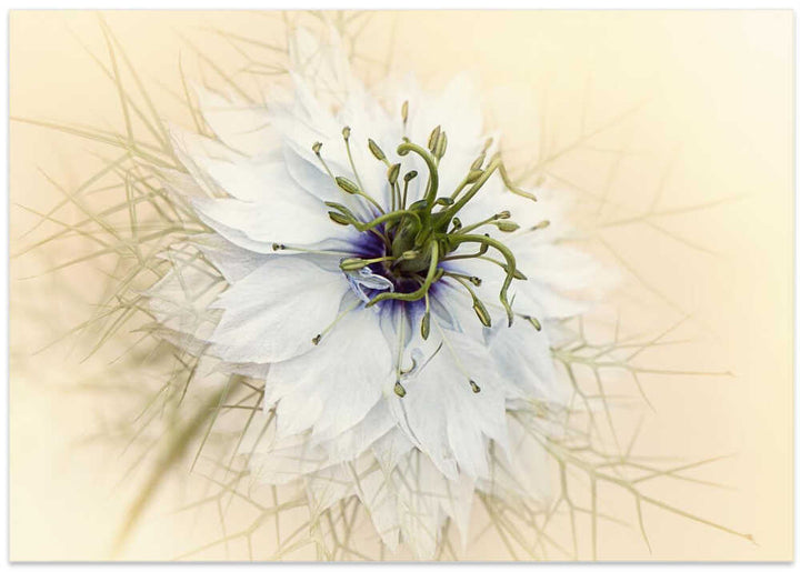Dreamy White Flower - Floral Photographic Stretched Canvas Poster or Fine Art Print