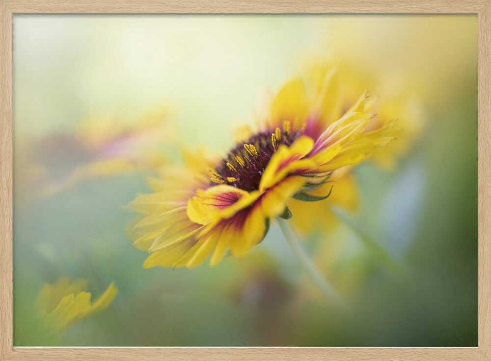 Dreamy Yellow Bloom - Floral Photographic Stretched Canvas Poster or Fine Art Print