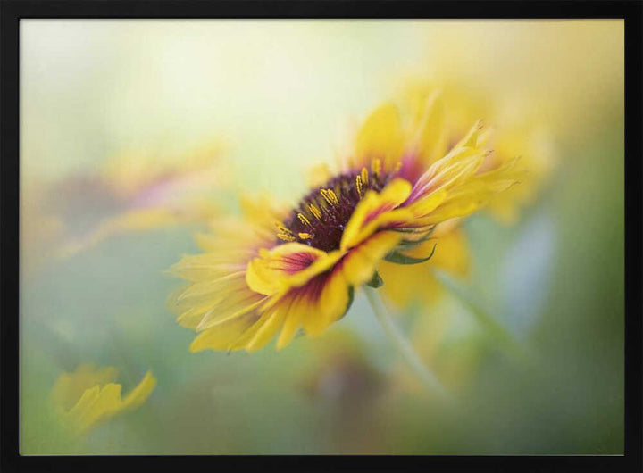 Dreamy Yellow Bloom - Floral Photographic Stretched Canvas Poster or Fine Art Print