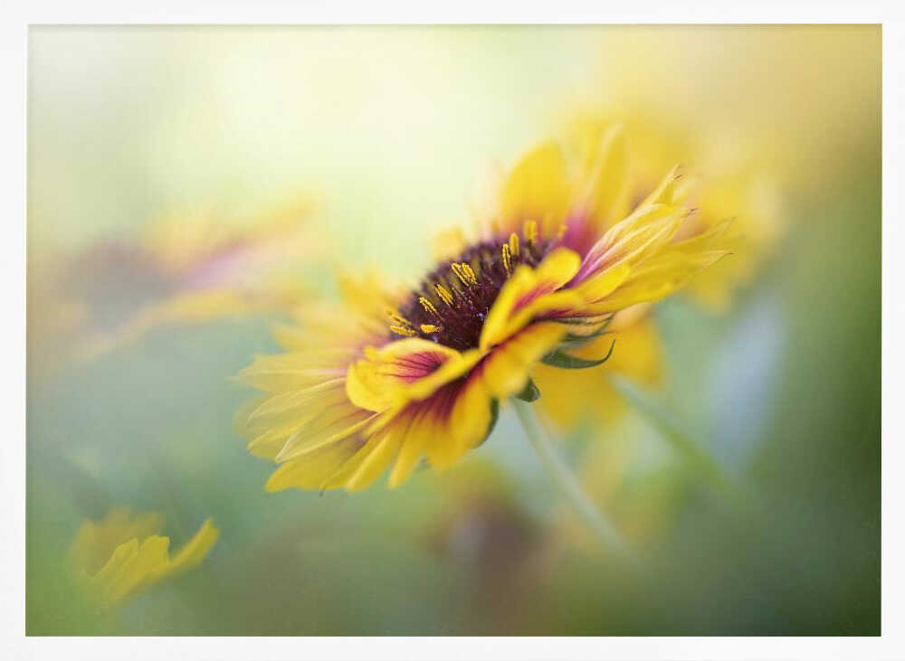 Dreamy Yellow Bloom - Floral Photographic Stretched Canvas Poster or Fine Art Print