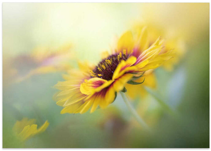 Dreamy Yellow Bloom - Floral Photographic Stretched Canvas Poster or Fine Art Print