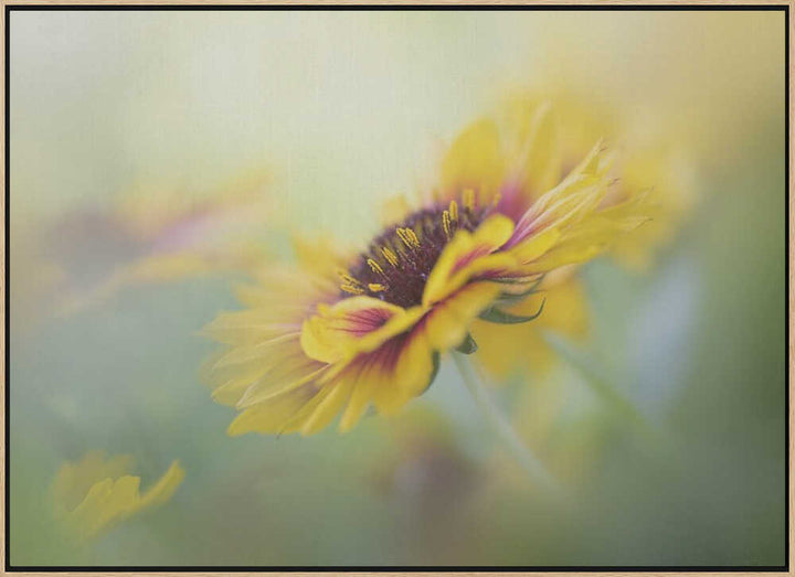 Dreamy Yellow Bloom - Floral Photographic Stretched Canvas Poster or Fine Art Print