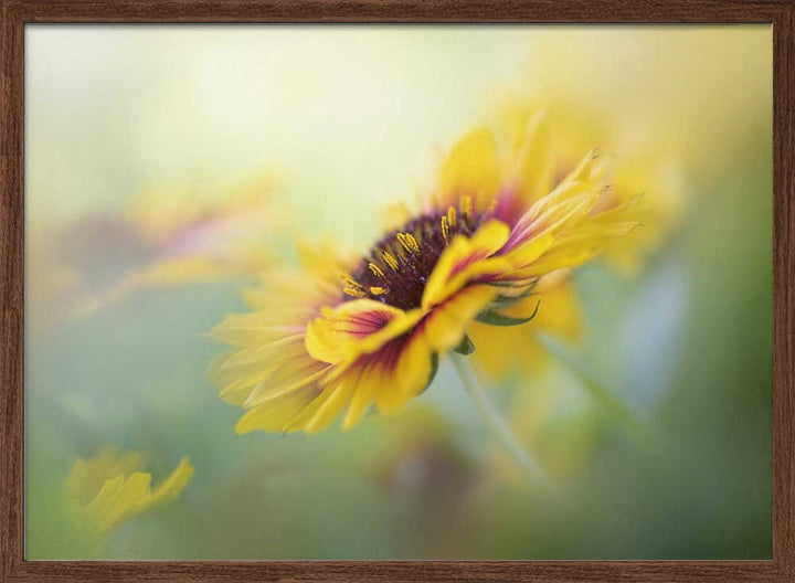 Dreamy Yellow Bloom - Floral Photographic Stretched Canvas Poster or Fine Art Print