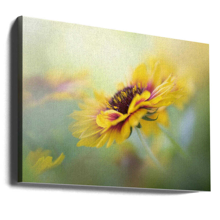 Dreamy Yellow Bloom - Floral Photographic Stretched Canvas Poster or Fine Art Print