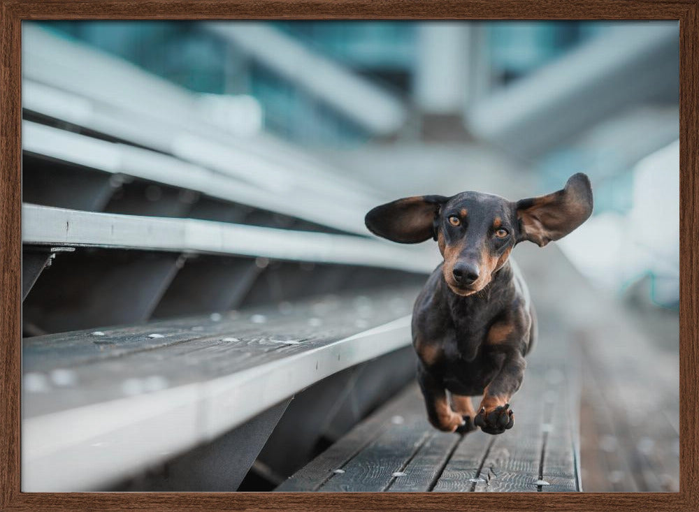 Ein kleiner Hund läuft durch die Welt.... - Stretched Canvas, Poster or Fine Art Print I Heart Wall Art