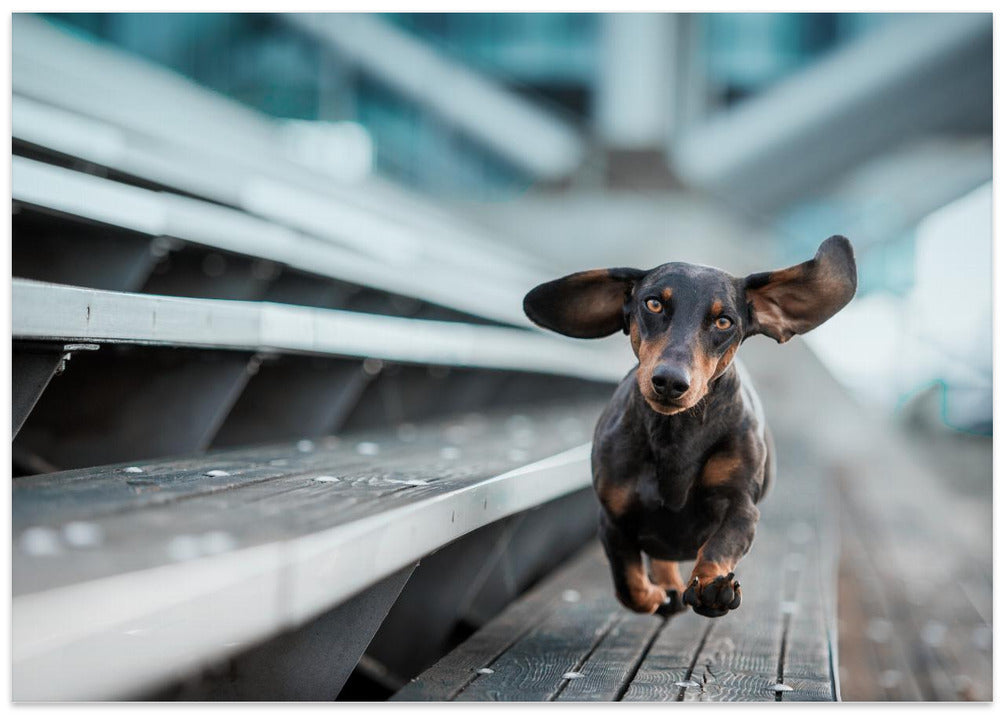 Ein kleiner Hund läuft durch die Welt.... - Stretched Canvas, Poster or Fine Art Print I Heart Wall Art