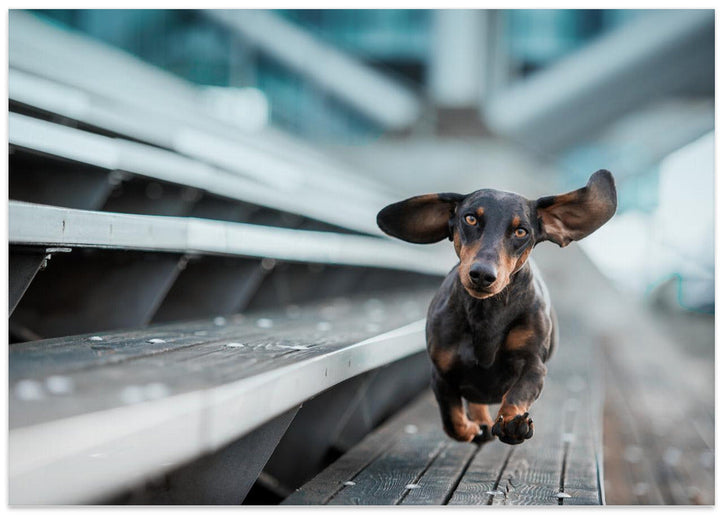 Ein kleiner Hund läuft durch die Welt.... - Stretched Canvas, Poster or Fine Art Print I Heart Wall Art