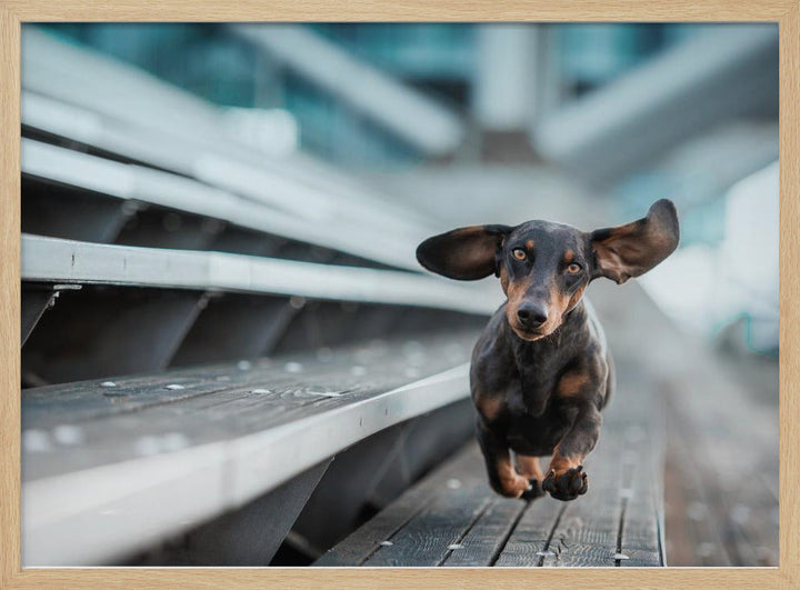 Ein kleiner Hund läuft durch die Welt.... - Stretched Canvas, Poster or Fine Art Print I Heart Wall Art