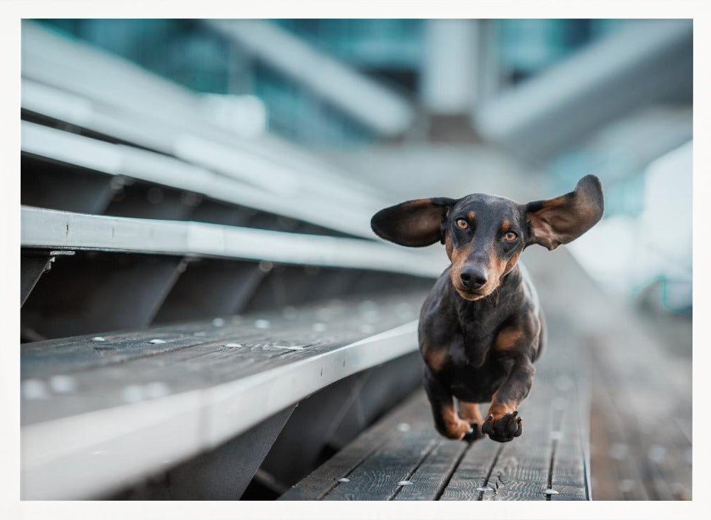 Ein kleiner Hund läuft durch die Welt.... - Stretched Canvas, Poster or Fine Art Print I Heart Wall Art