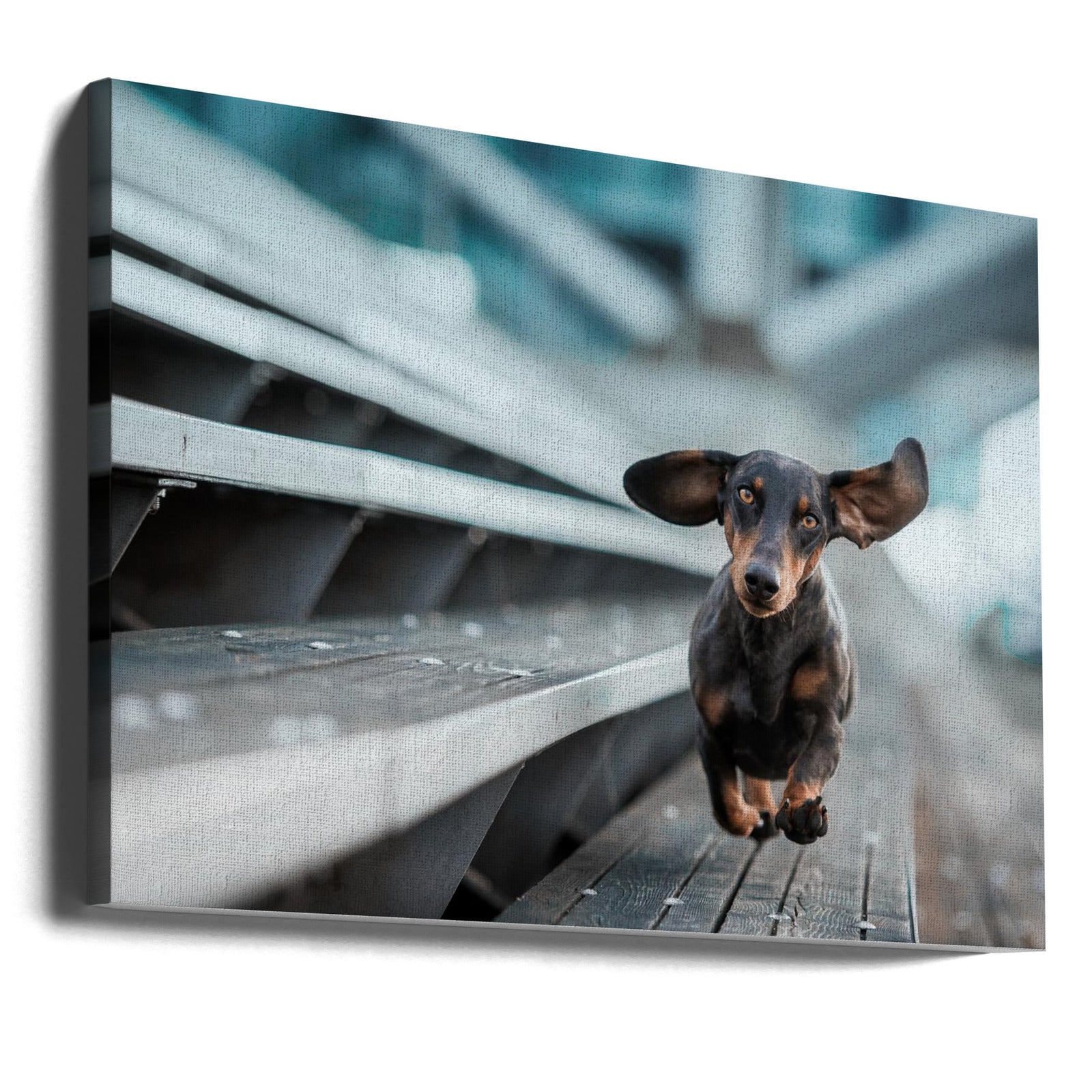 Ein kleiner Hund läuft durch die Welt.... - Stretched Canvas, Poster or Fine Art Print I Heart Wall Art