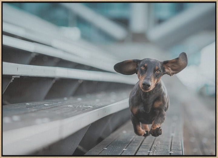 Ein kleiner Hund läuft durch die Welt.... - Stretched Canvas, Poster or Fine Art Print I Heart Wall Art