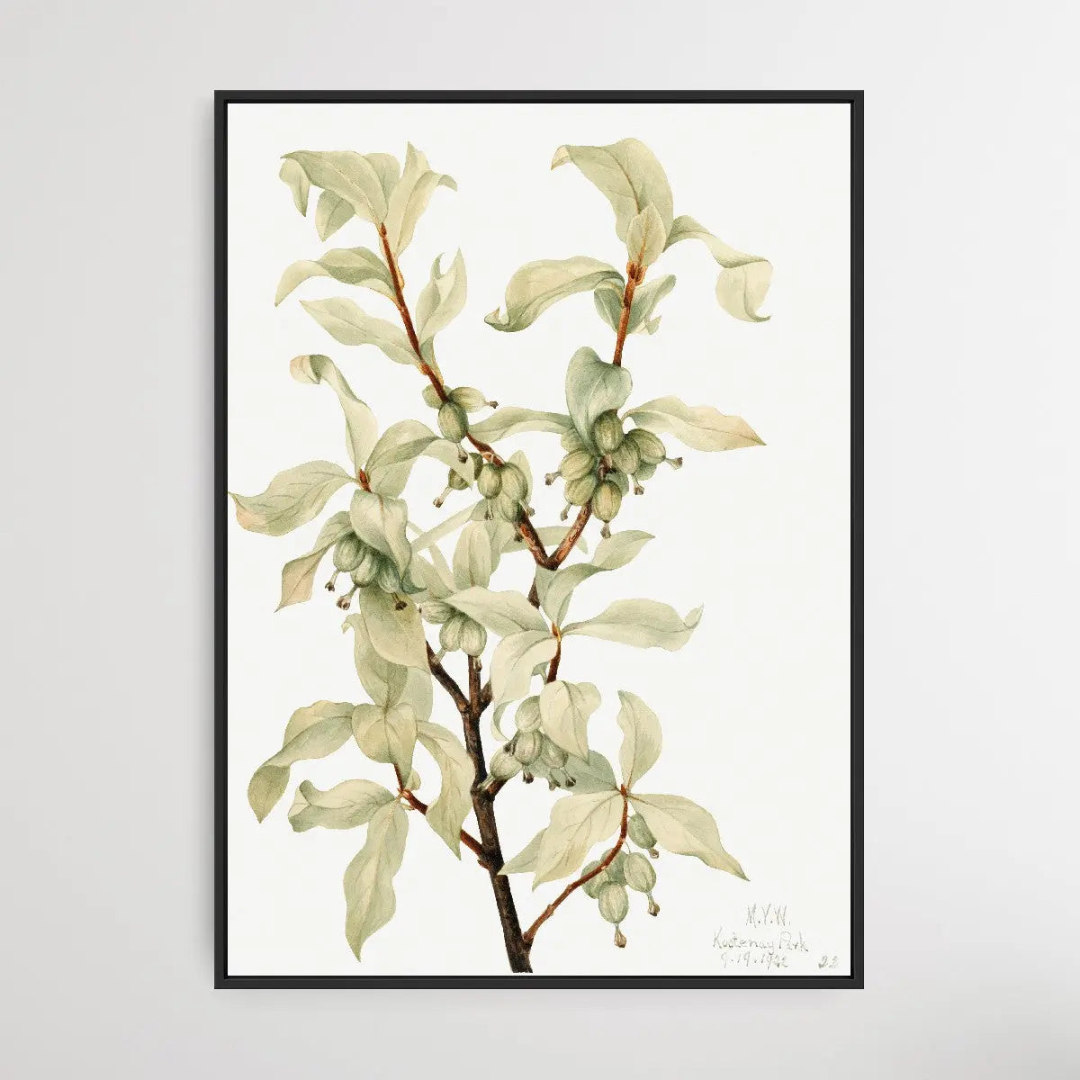 Copy of Cornus nuttallii (1933) by Mary Vaux Walcott I Heart Wall Art Australia 