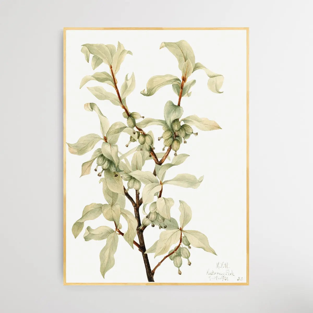 Copy of Cornus nuttallii (1933) by Mary Vaux Walcott I Heart Wall Art Australia 