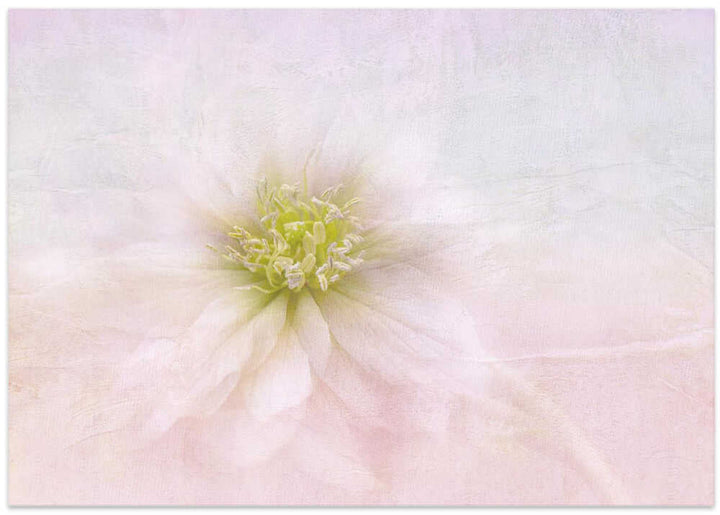 Elegant Pastel Bloom - Stretched Canvas Poster or Fine Art Print