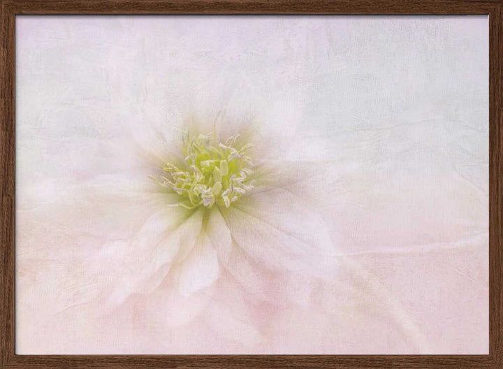 Elegant Pastel Bloom - Stretched Canvas Poster or Fine Art Print