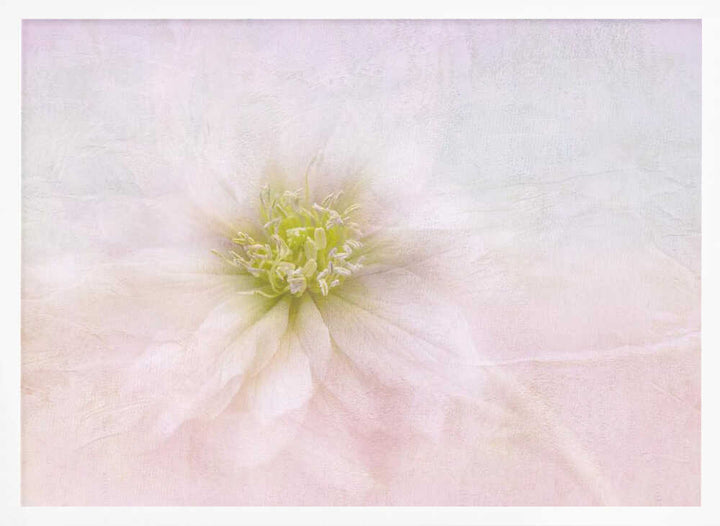 Elegant Pastel Bloom - Stretched Canvas Poster or Fine Art Print