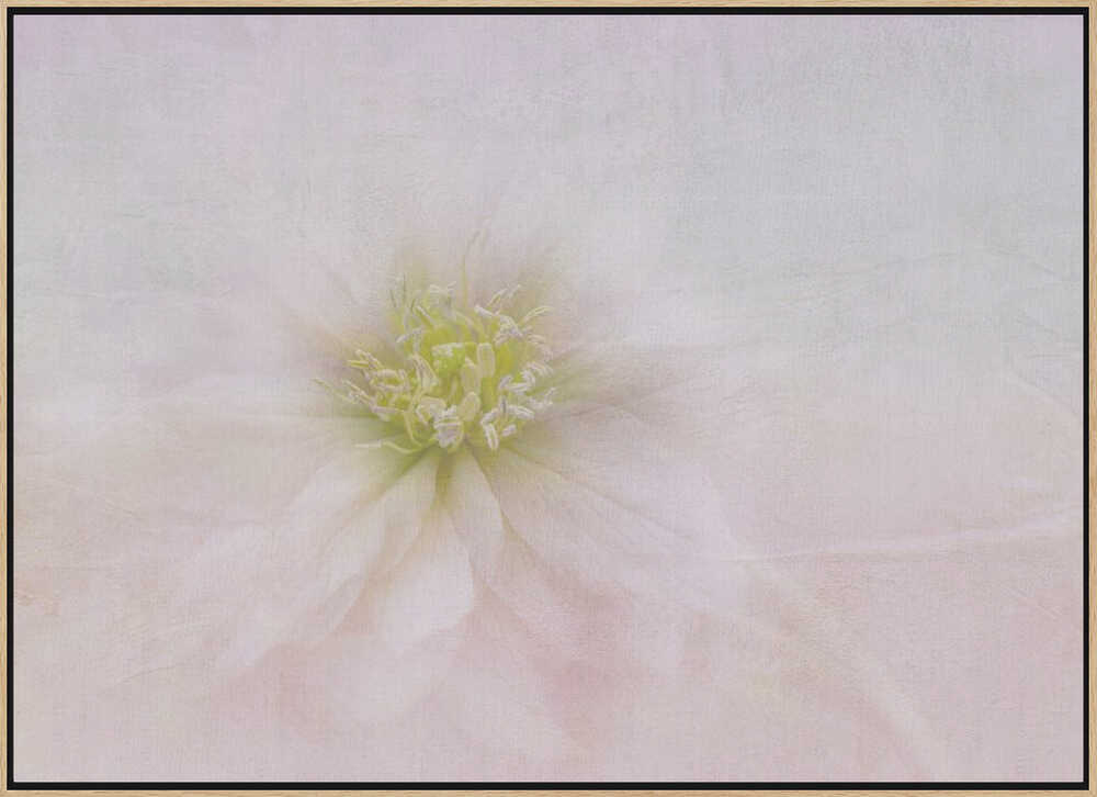 Elegant Pastel Bloom - Stretched Canvas Poster or Fine Art Print