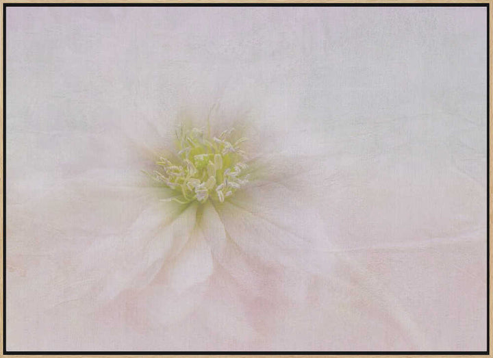 Elegant Pastel Bloom - Stretched Canvas Poster or Fine Art Print