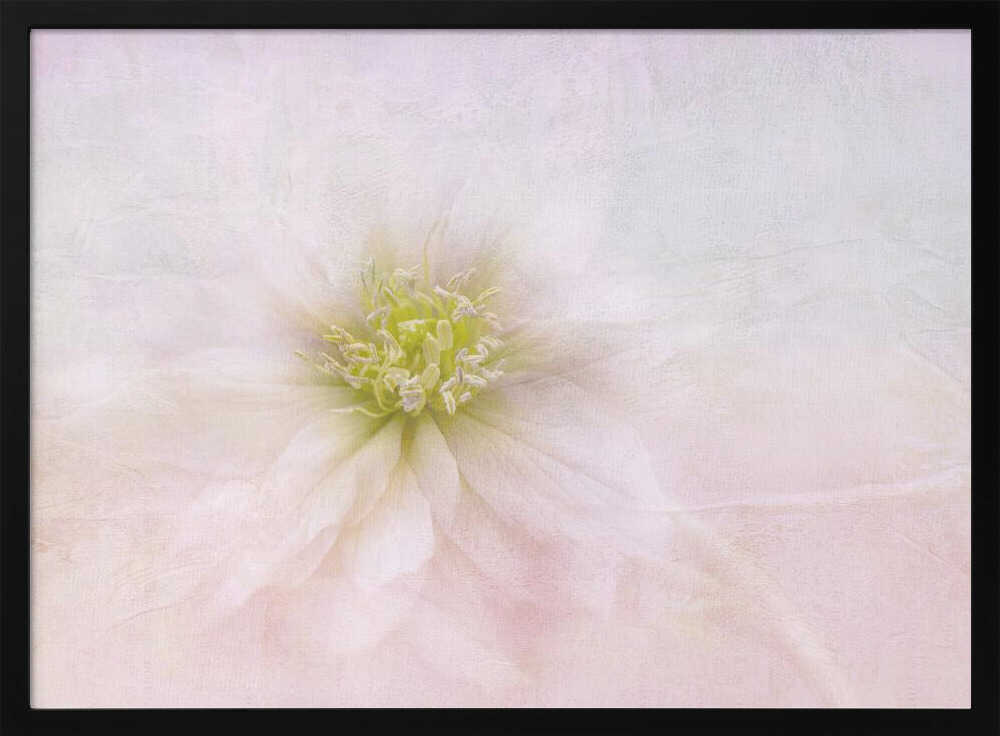 Elegant Pastel Bloom - Stretched Canvas Poster or Fine Art Print