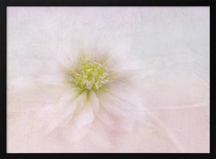 Elegant Pastel Bloom - Stretched Canvas Poster or Fine Art Print