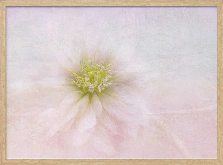 Elegant Pastel Bloom - Stretched Canvas Poster or Fine Art Print