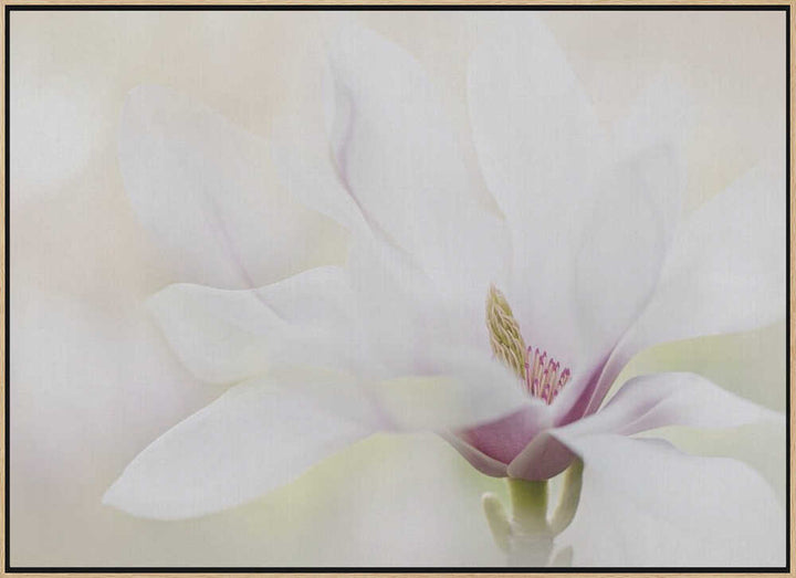 Elegant White Magnolia - Floral Photographic Stretched Canvas Poster or Fine Art Print