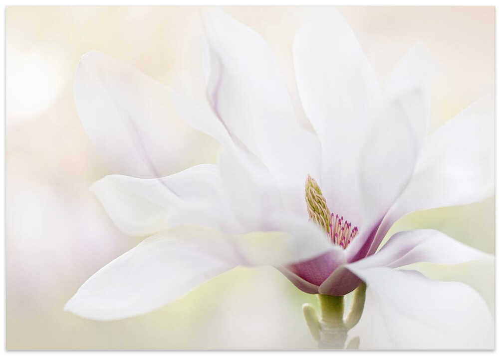 Elegant White Magnolia - Floral Photographic Stretched Canvas Poster or Fine Art Print