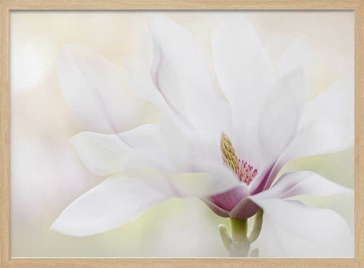Elegant White Magnolia - Floral Photographic Stretched Canvas Poster or Fine Art Print