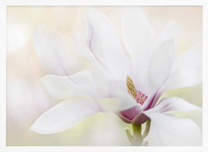 Elegant White Magnolia - Floral Photographic Stretched Canvas Poster or Fine Art Print