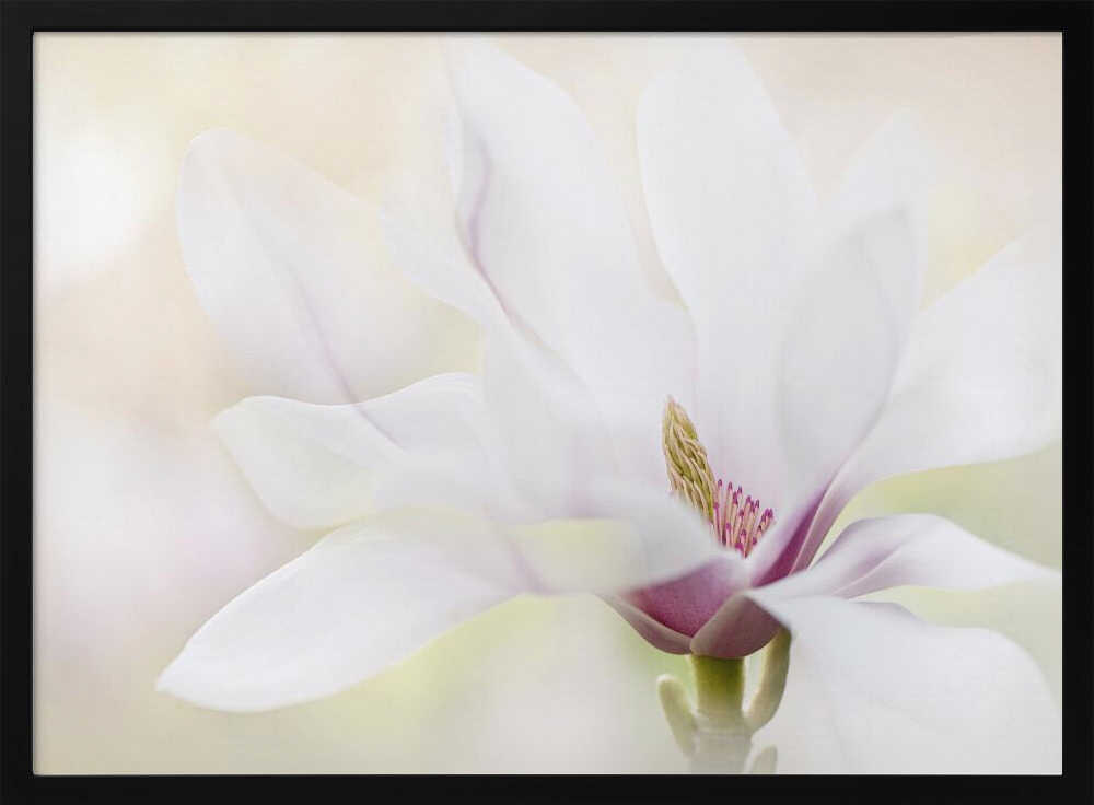 Elegant White Magnolia - Floral Photographic Stretched Canvas Poster or Fine Art Print