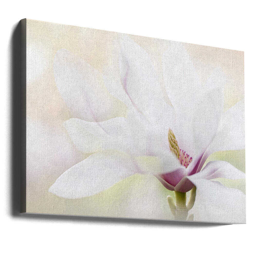 Elegant White Magnolia - Floral Photographic Stretched Canvas Poster or Fine Art Print