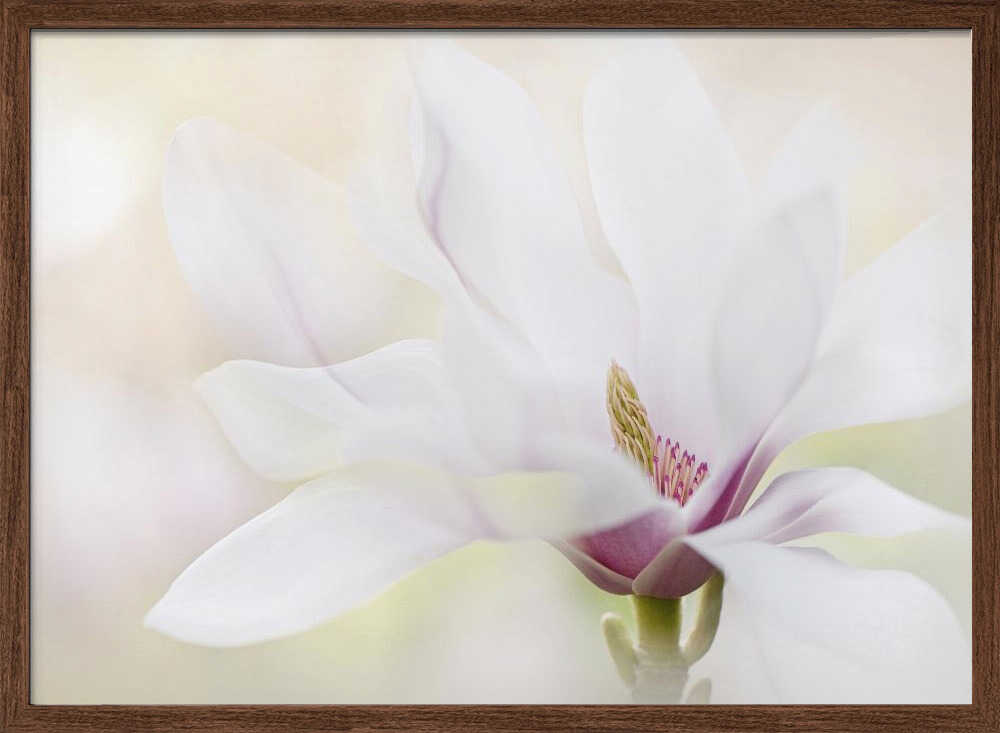 Elegant White Magnolia - Floral Photographic Stretched Canvas Poster or Fine Art Print