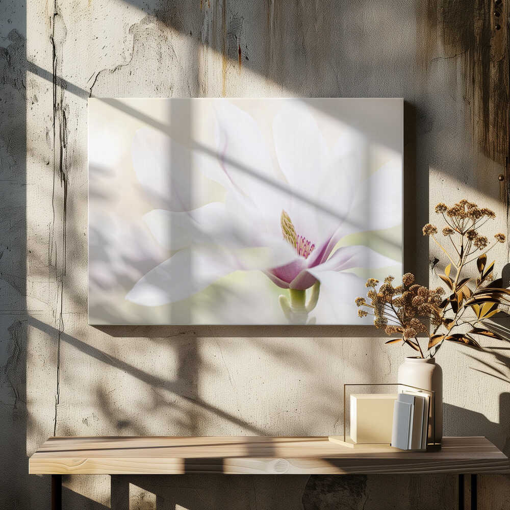 Elegant White Magnolia - Floral Photographic Stretched Canvas Poster or Fine Art Print