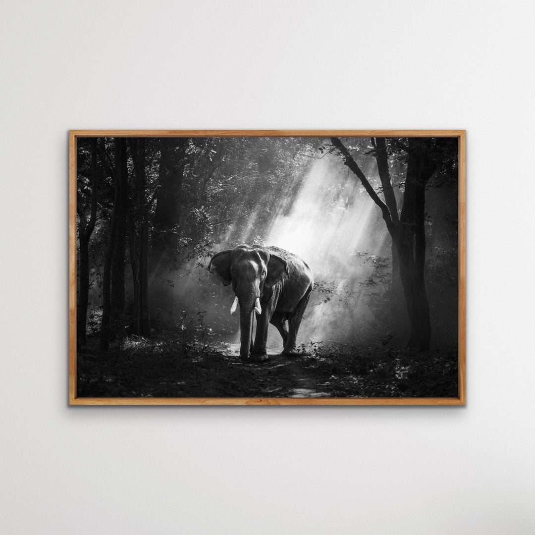 Elephant In The Wild- Black and White Elephant Landscape Framed Canvas Print Wall Art Print I Heart Wall Art Australia 