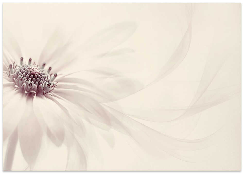 Endless - Floral Photographic Stretched Canvas Poster or Fine Art Print