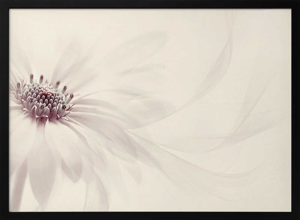 Endless - Floral Photographic Stretched Canvas Poster or Fine Art Print