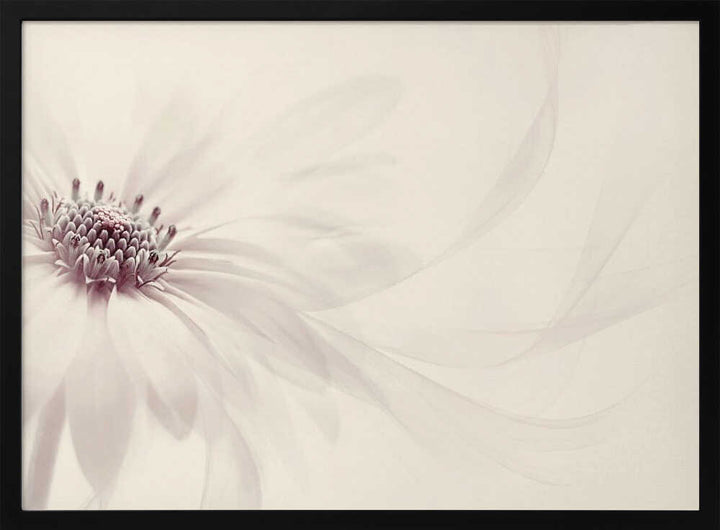 Endless - Floral Photographic Stretched Canvas Poster or Fine Art Print