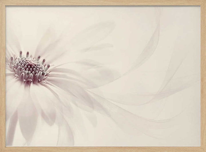 Endless - Floral Photographic Stretched Canvas Poster or Fine Art Print
