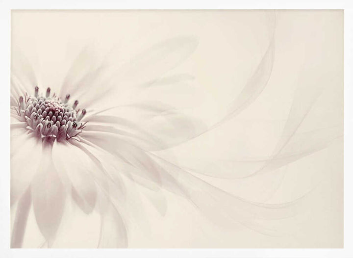Endless - Floral Photographic Stretched Canvas Poster or Fine Art Print
