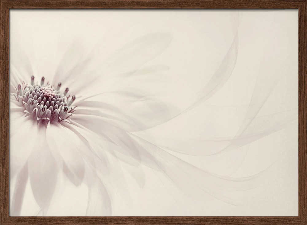 Endless - Floral Photographic Stretched Canvas Poster or Fine Art Print