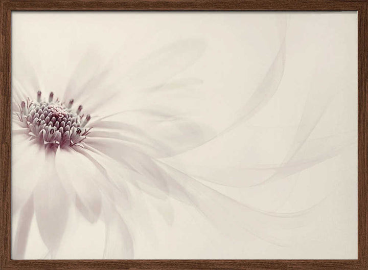 Endless - Floral Photographic Stretched Canvas Poster or Fine Art Print