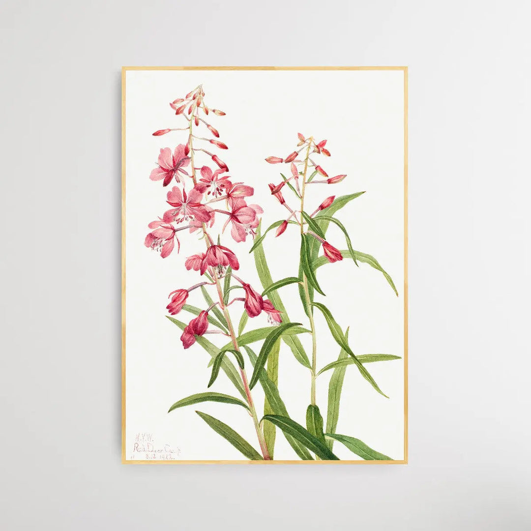 Epilobium Angustifolium (1902) by Mary Vaux Walcott - I Heart Wall Art