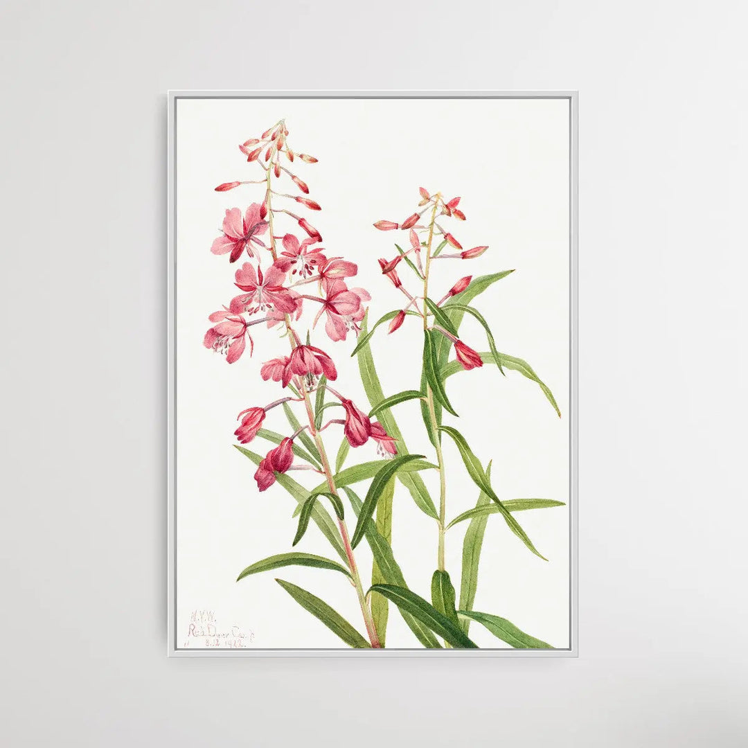 Epilobium Angustifolium (1902) by Mary Vaux Walcott - I Heart Wall Art