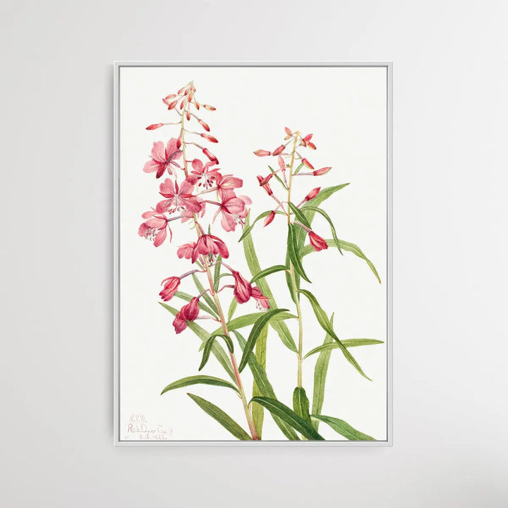Epilobium Angustifolium (1902) by Mary Vaux Walcott - I Heart Wall Art
