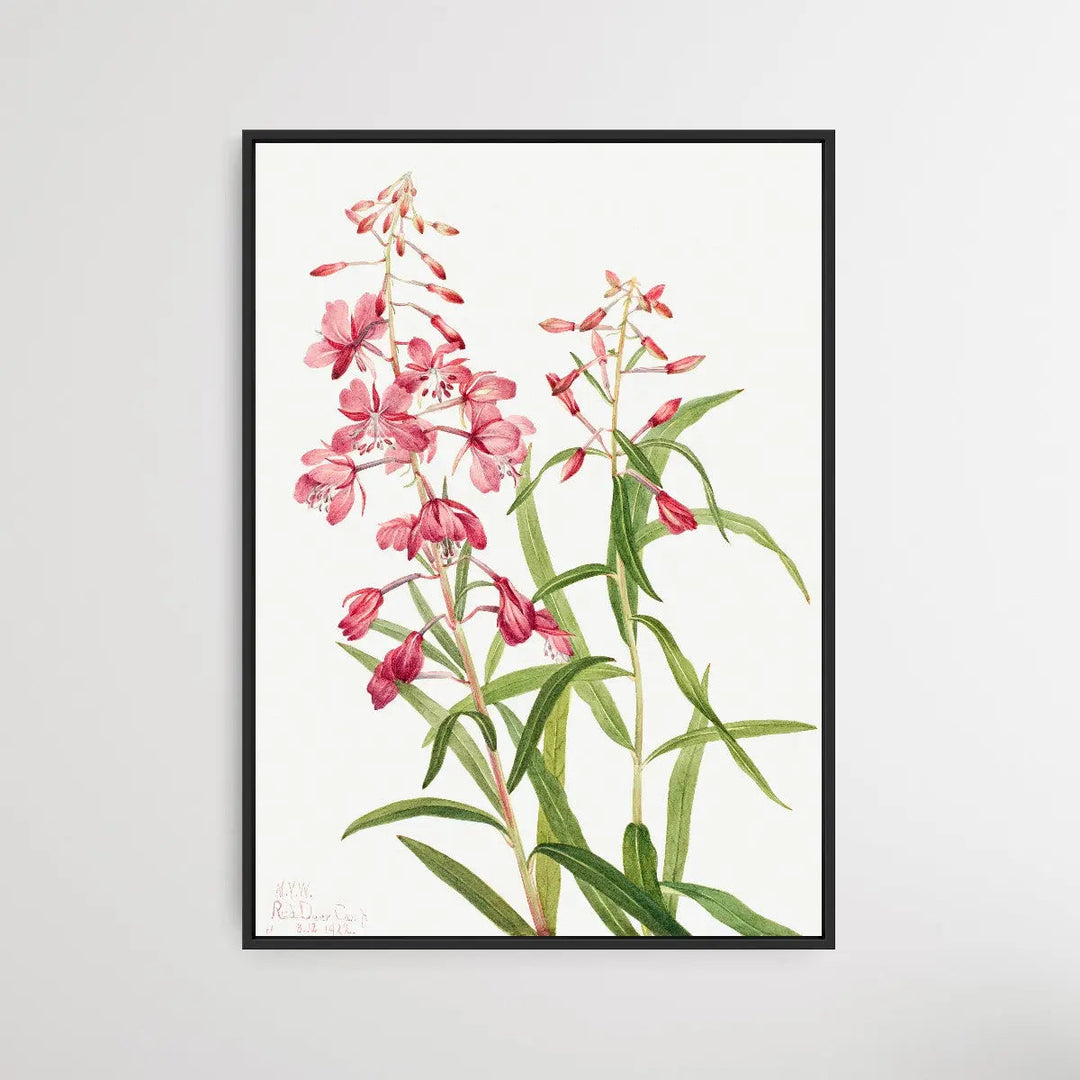 Epilobium Angustifolium (1902) by Mary Vaux Walcott - I Heart Wall Art