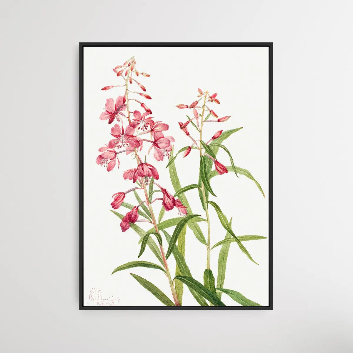 Epilobium Angustifolium (1902) by Mary Vaux Walcott - I Heart Wall Art