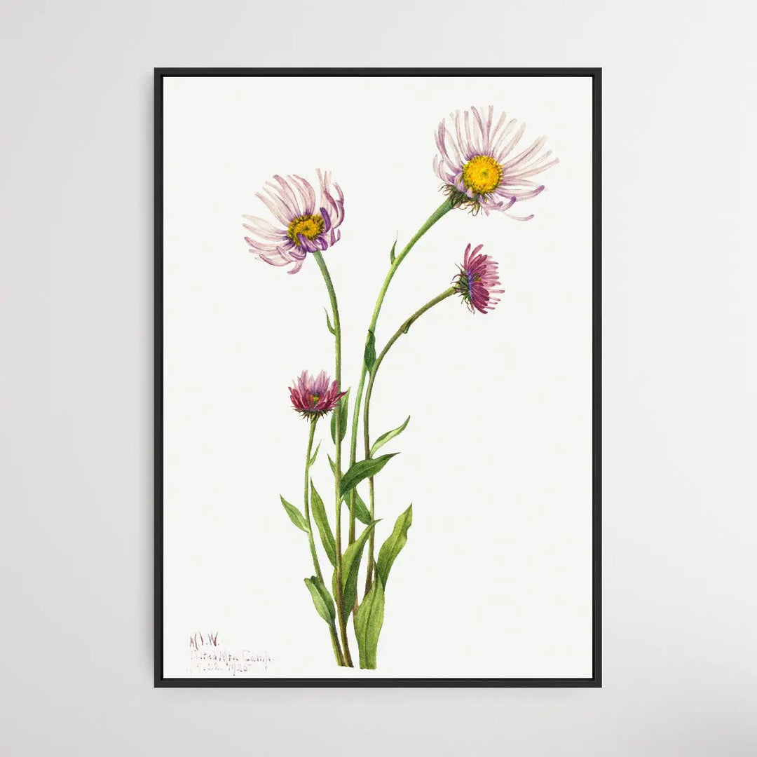 Erigeron Salsuginosus (1925) by Mary Vaux Walcott - I Heart Wall Art