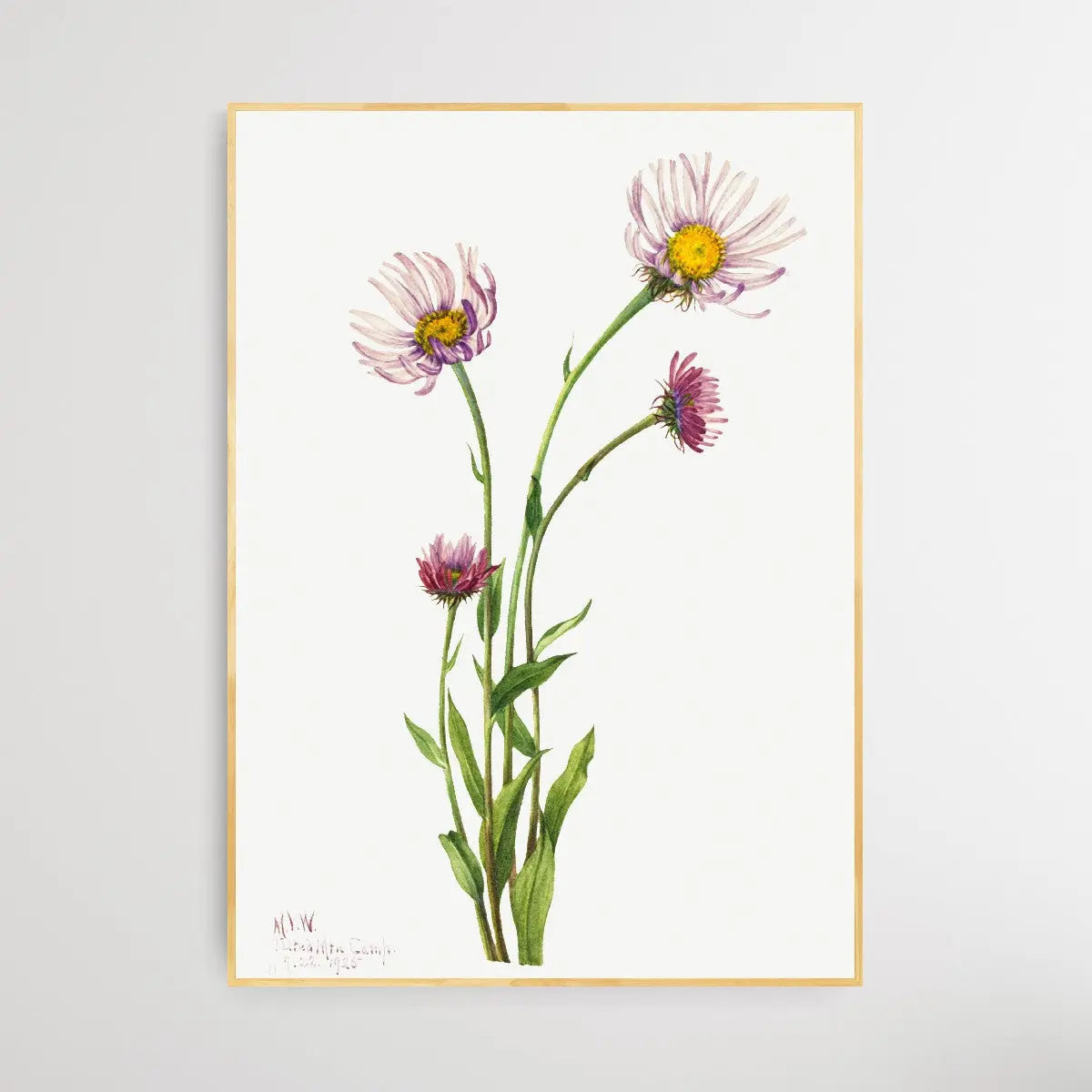 Erigeron Salsuginosus (1925) by Mary Vaux Walcott - I Heart Wall Art
