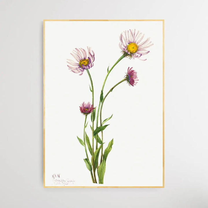 Erigeron Salsuginosus (1925) by Mary Vaux Walcott - I Heart Wall Art